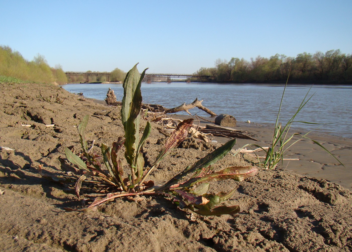 Image of genus Rumex specimen.