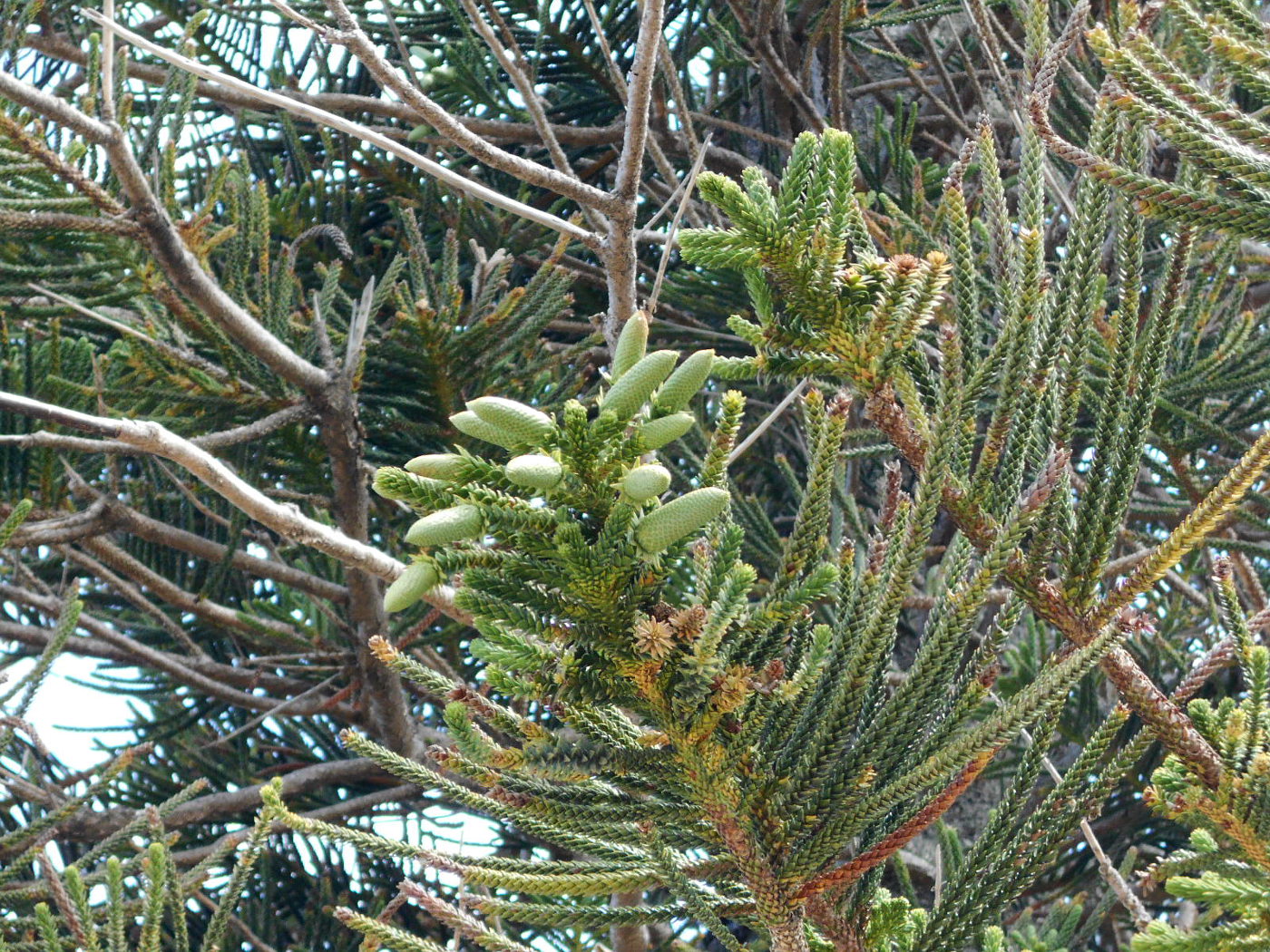 Image of Araucaria heterophylla specimen.