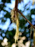 Смотреть изображение род Usnea