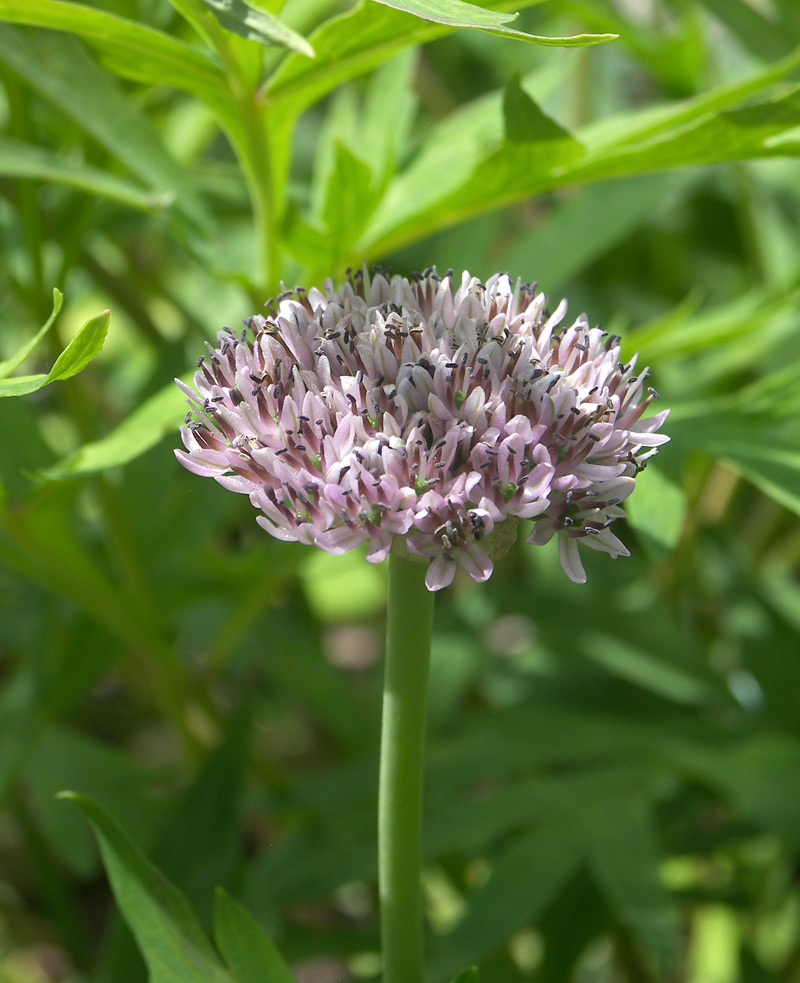 Image of Allium struzlianum specimen.