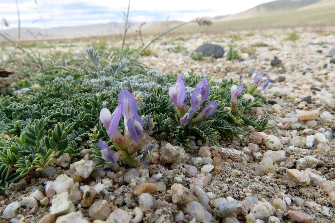 Изображение особи Astragalus argutensis.