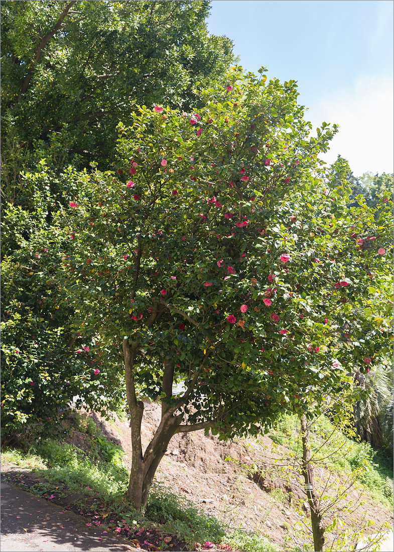 Изображение особи Camellia japonica.