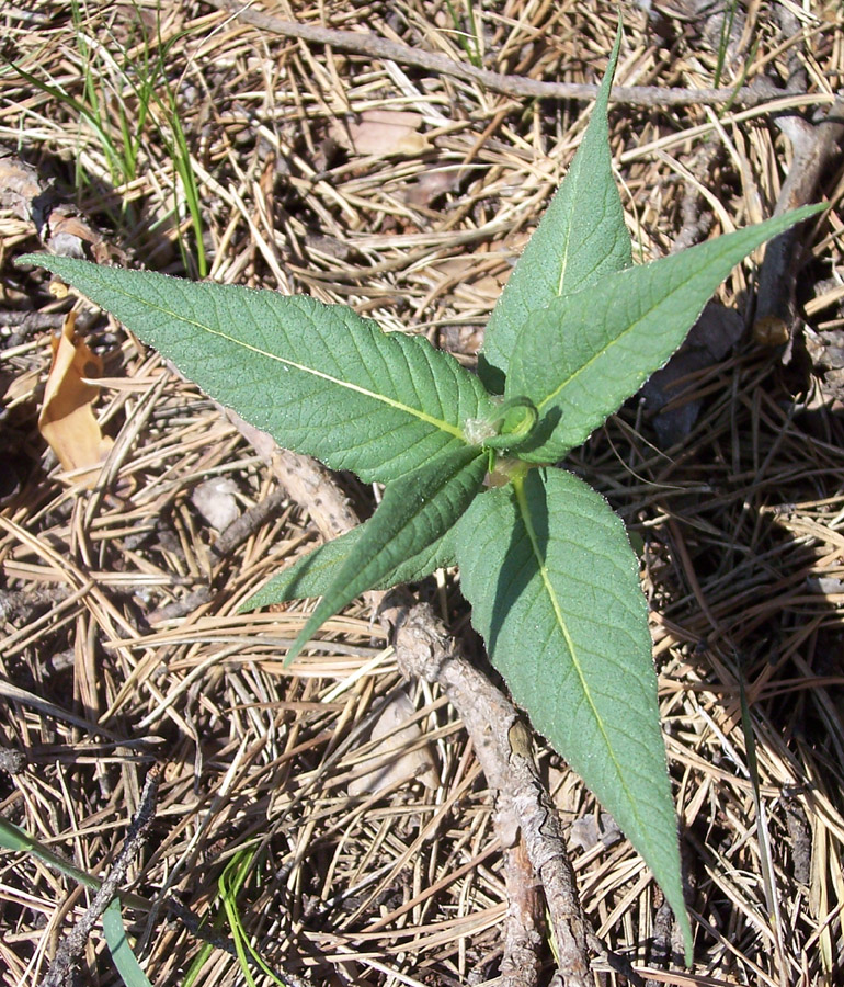 Изображение особи Aconogonon alpinum.