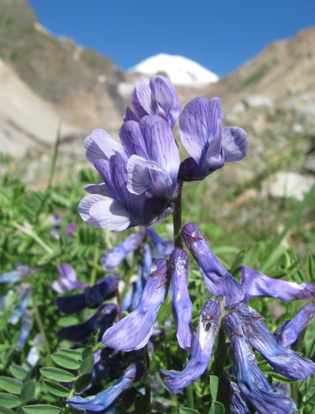 Image of Vicia sosnowskyi specimen.