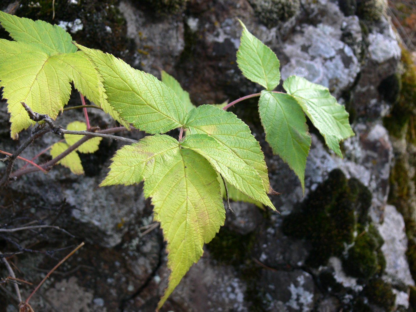 Image of Rubus matsumuranus specimen.