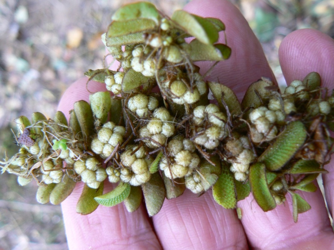 Image of Salvinia natans specimen.