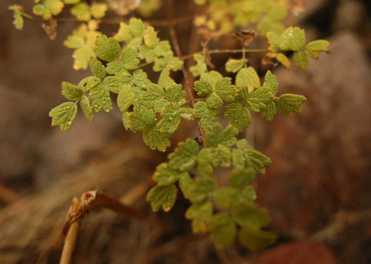 Image of Thalictrum foetidum specimen.