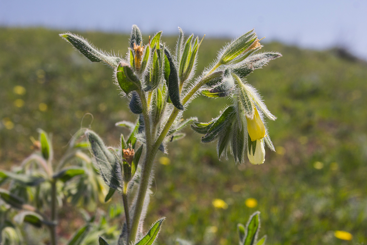 Изображение особи Onosma microcarpa.