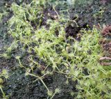 Drosera anglica. Молодые растения (видна характерная для них округлая форма листовых пластинок). Подмосковье, в культуре из Канады. 10 июня 2018 г.