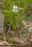 Viola stagnina