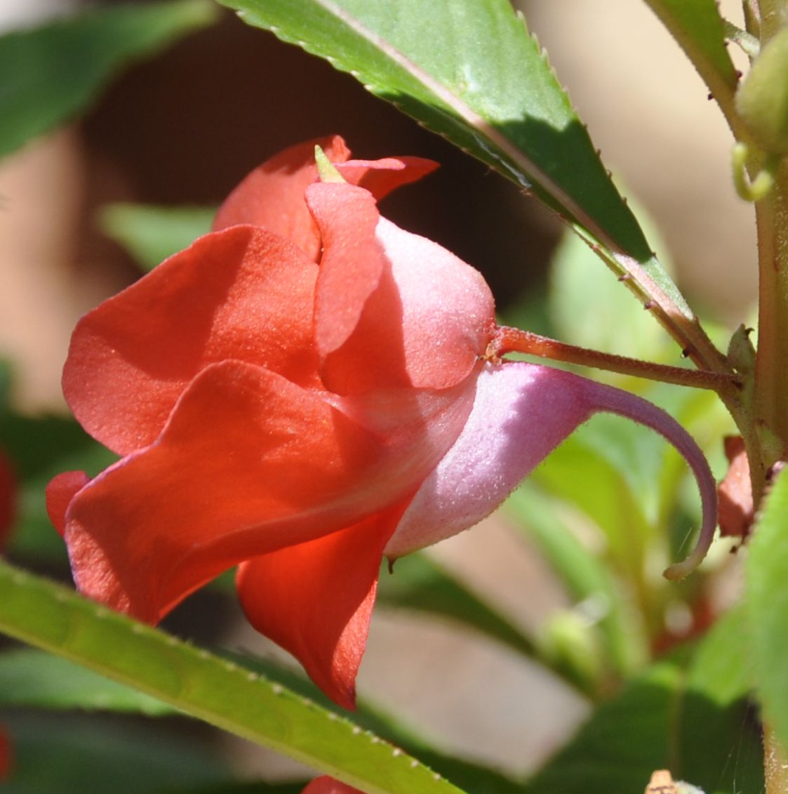 Image of Impatiens balsamina specimen.