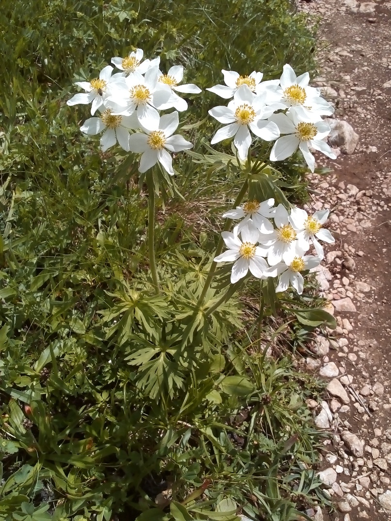 Image of Anemonastrum fasciculatum specimen.