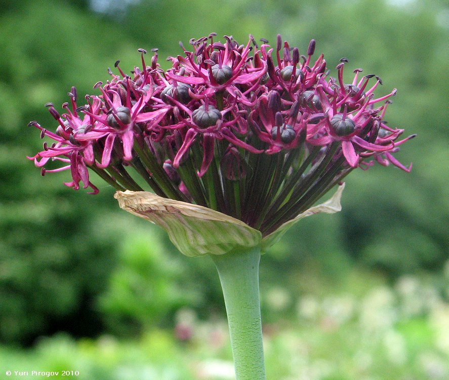 Image of Allium atropurpureum specimen.