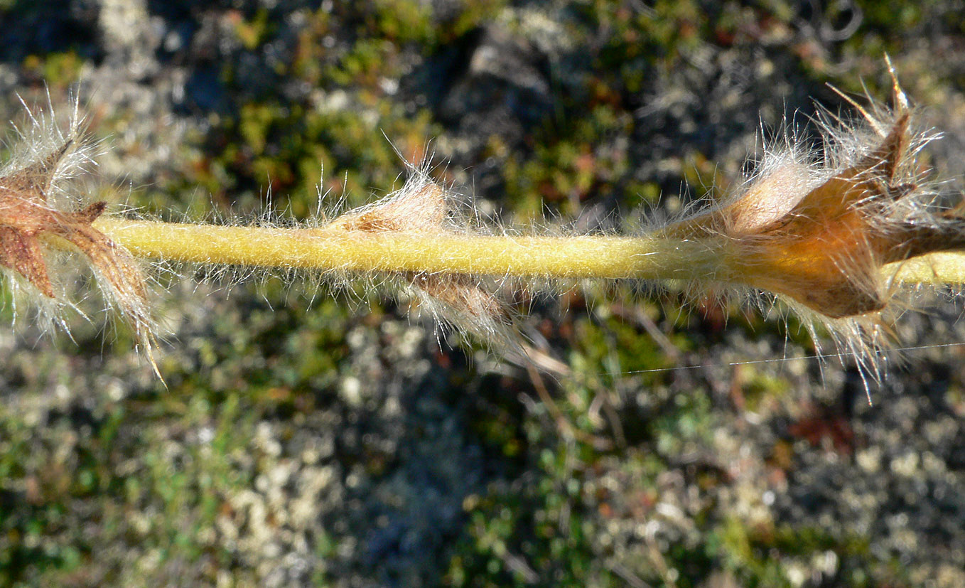 Image of Novosieversia glacialis specimen.