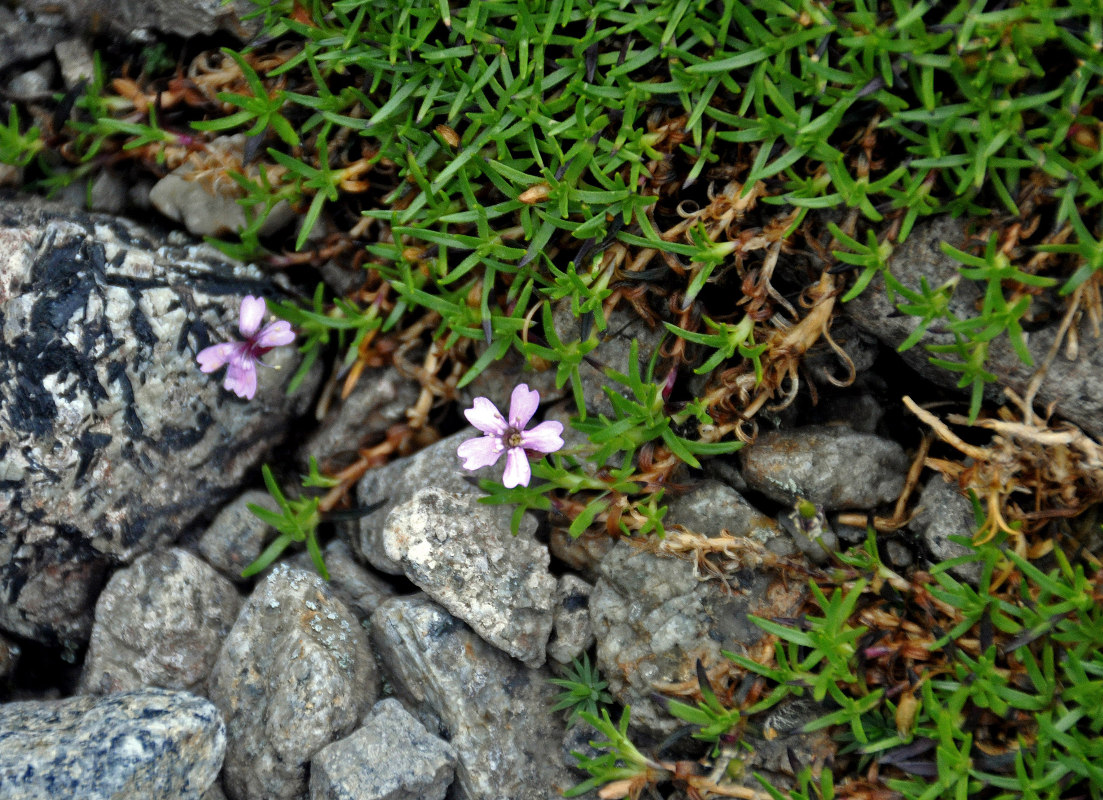 Image of Silene acaulis specimen.