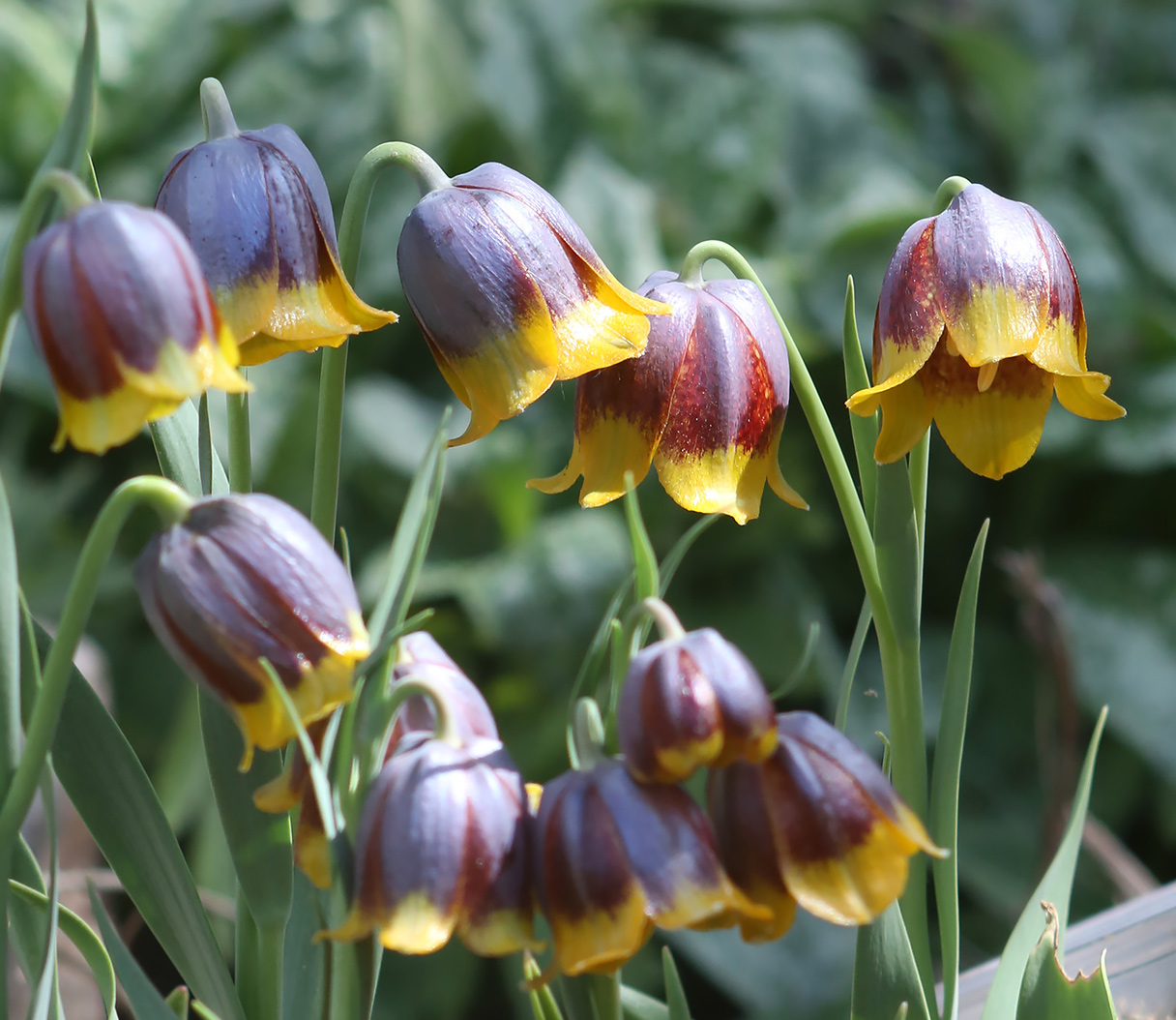 Image of Fritillaria michailovskyi specimen.