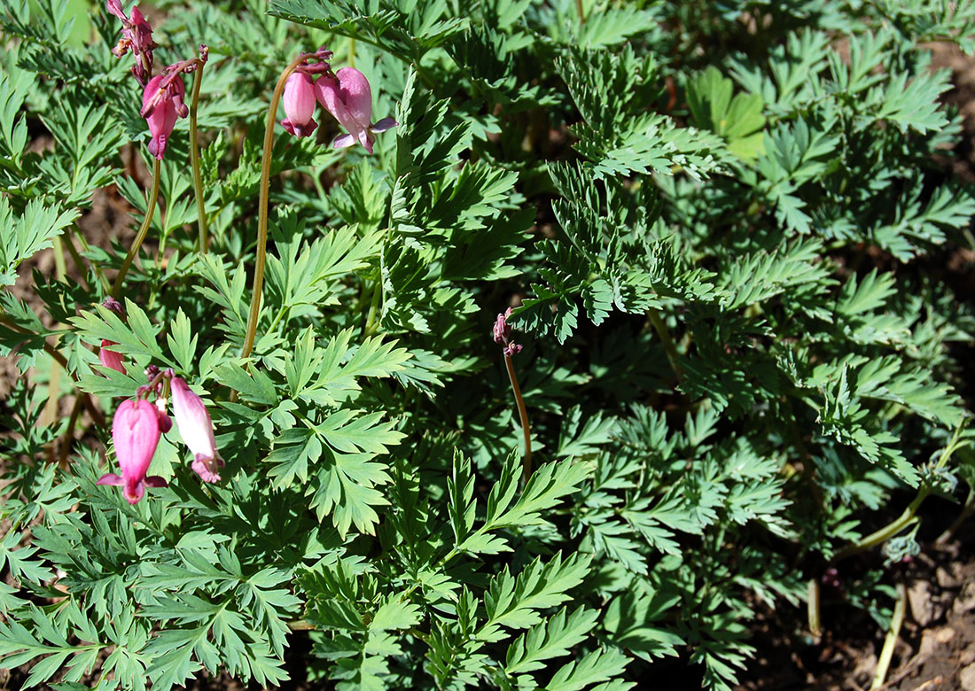 Image of Dicentra formosa specimen.