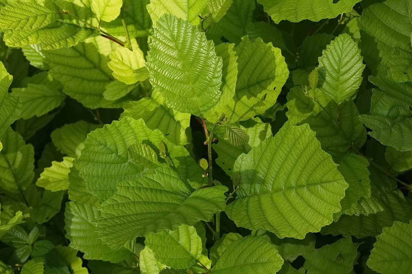 Image of Alnus incana specimen.