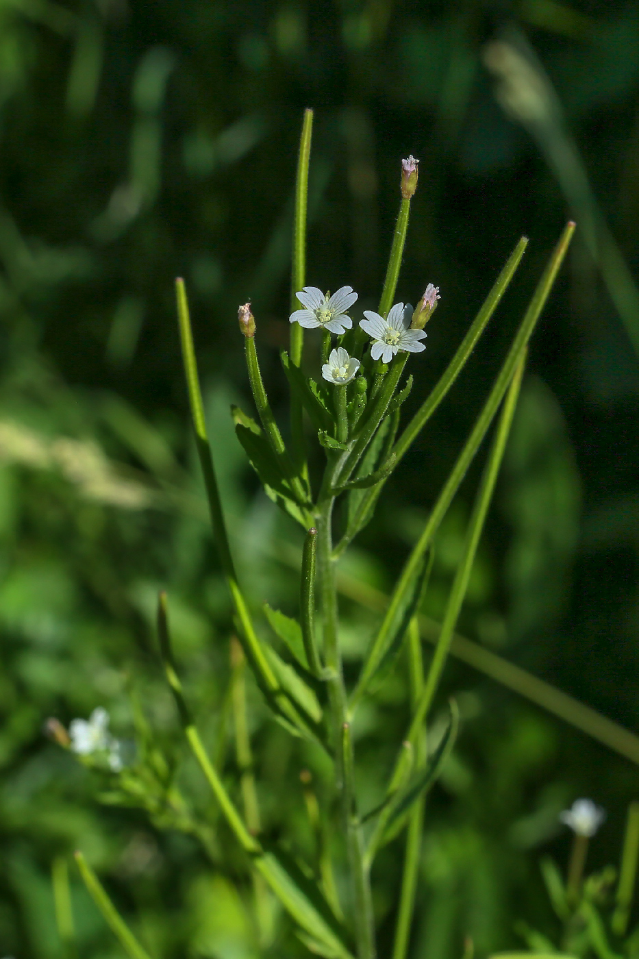 Изображение особи Epilobium pseudorubescens.