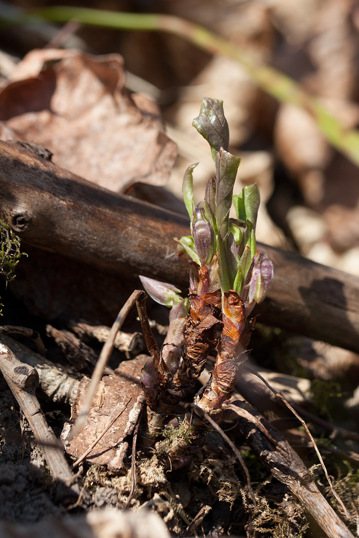 Image of Viola mirabilis specimen.