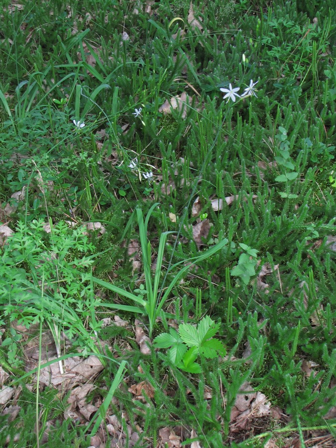 Image of Anthericum ramosum specimen.