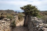 Juniperus oxycedrus