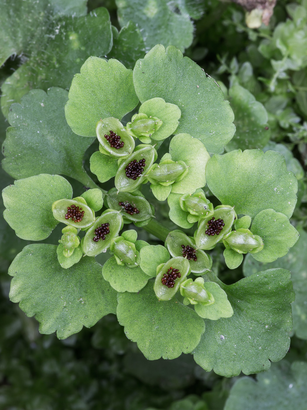 Image of Chrysosplenium alternifolium specimen.