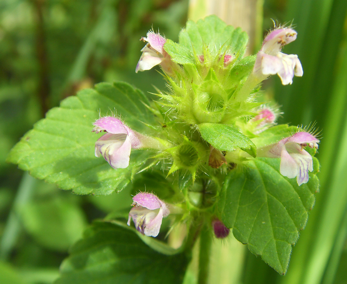 Изображение особи Galeopsis bifida.