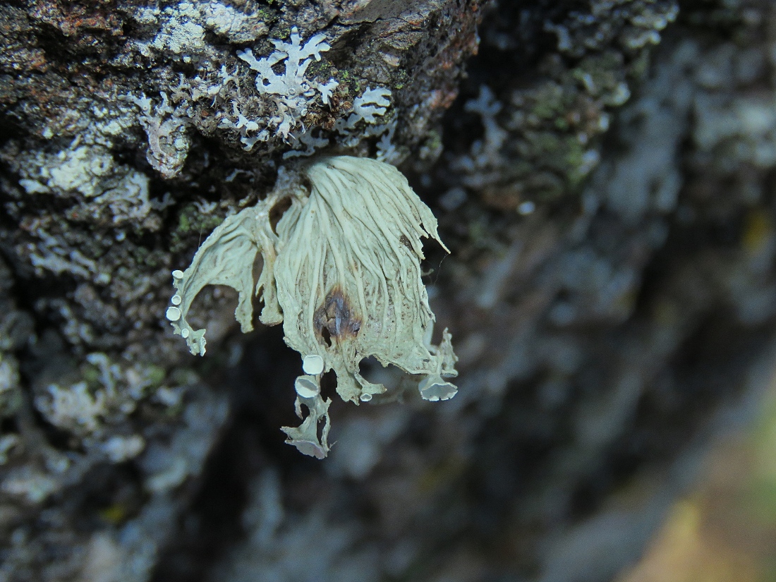 Изображение особи Ramalina sinensis.