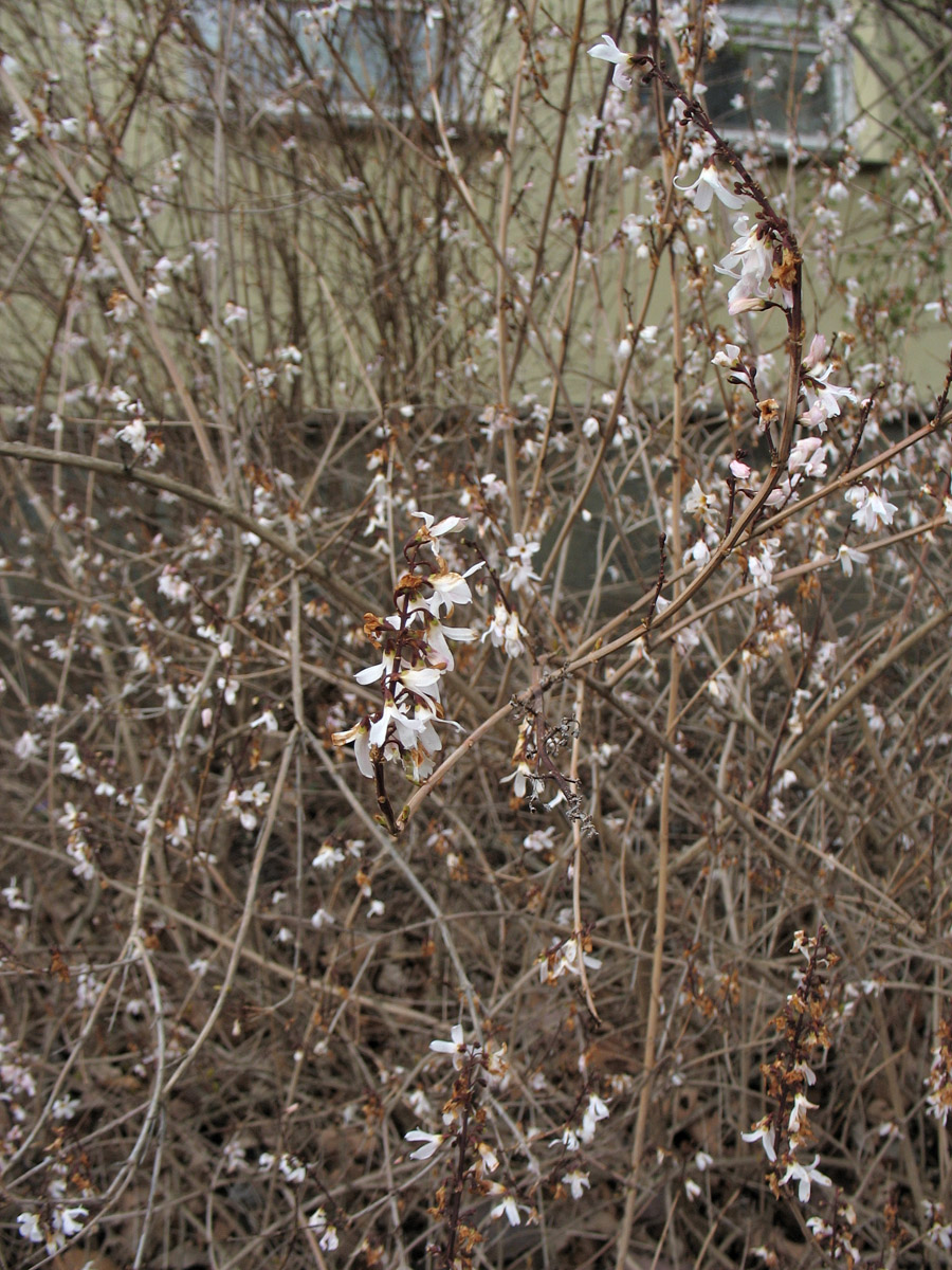 Image of Abeliophyllum distichum specimen.