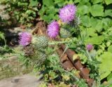 Cirsium vulgare