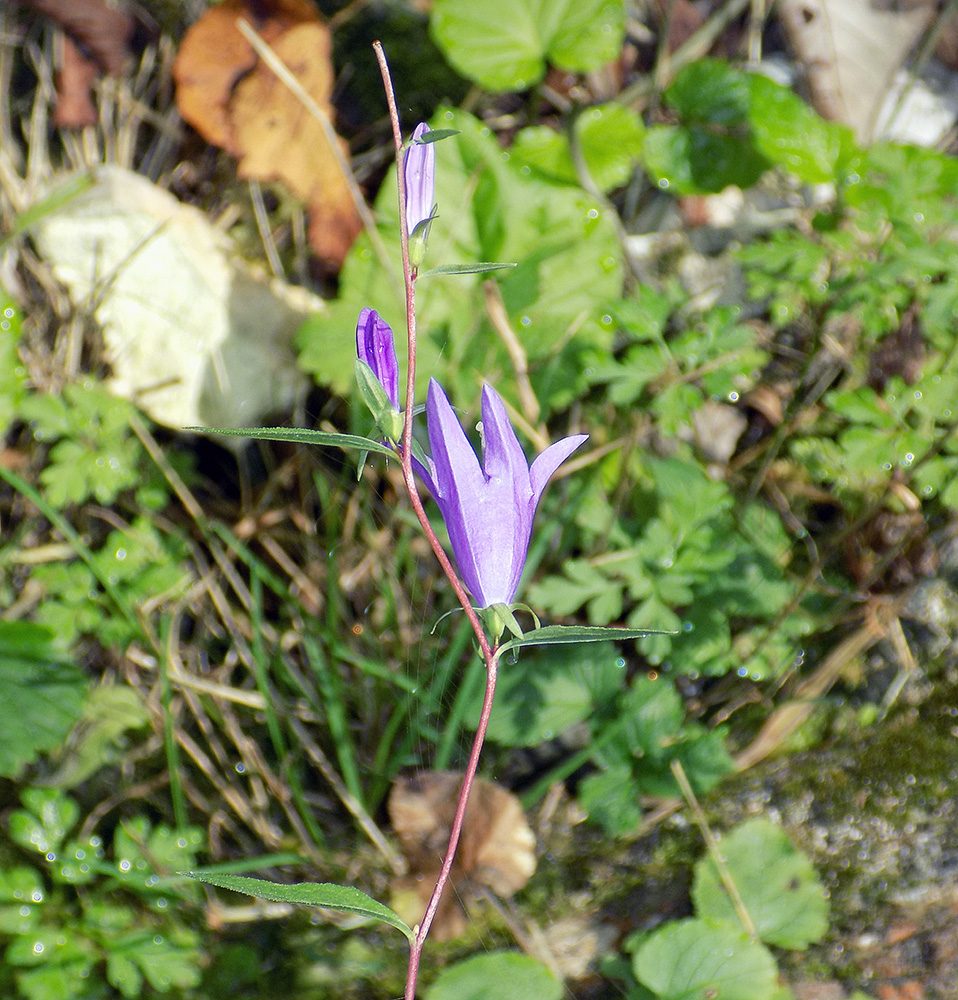 Image of Campanula rapunculoides specimen.