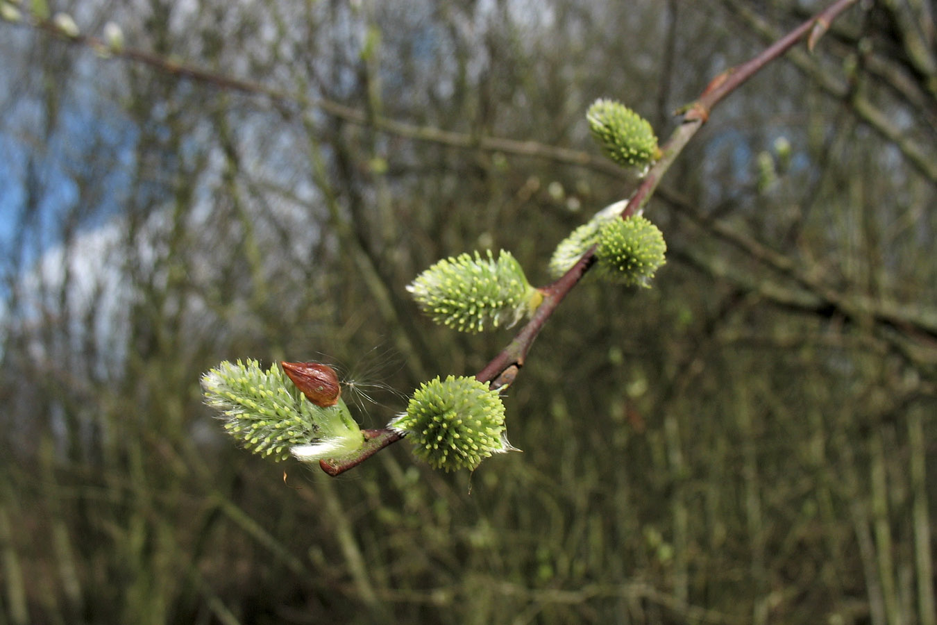 Image of Salix caprea specimen.