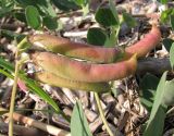 Lathyrus japonicus подвид maritimus. Соплодие. Архангельская обл., Приморский р-н, берег Никольского рукава в дельте р. Сев. Двина. 4 августа 2010 г.