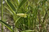 Polygonatum humile. Верхушка цветущего растения. Приморский край, окр. пос. Дунай, поляна на вершине небольшой сопки. 31.05.2020.