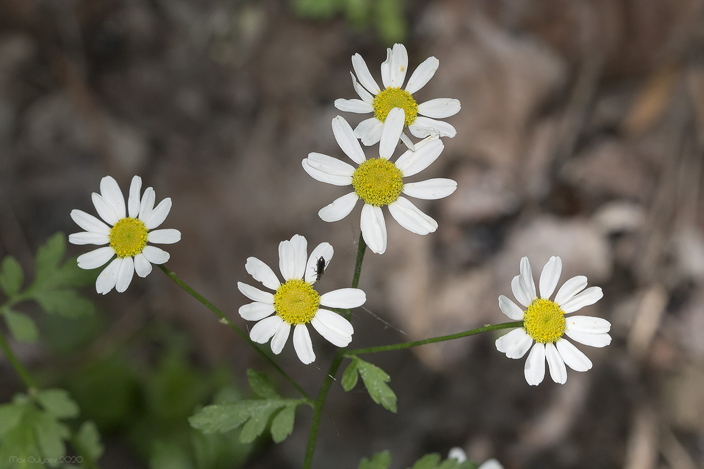 Image of Pyrethrum parthenifolium specimen.