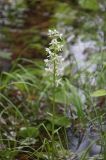 Platanthera bifolia