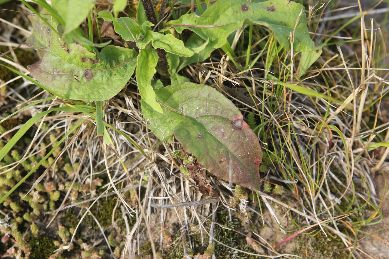 Image of Inula britannica specimen.