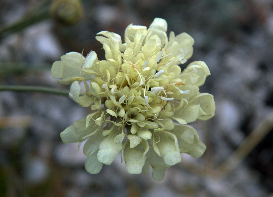 Image of Cephalaria coriacea specimen.