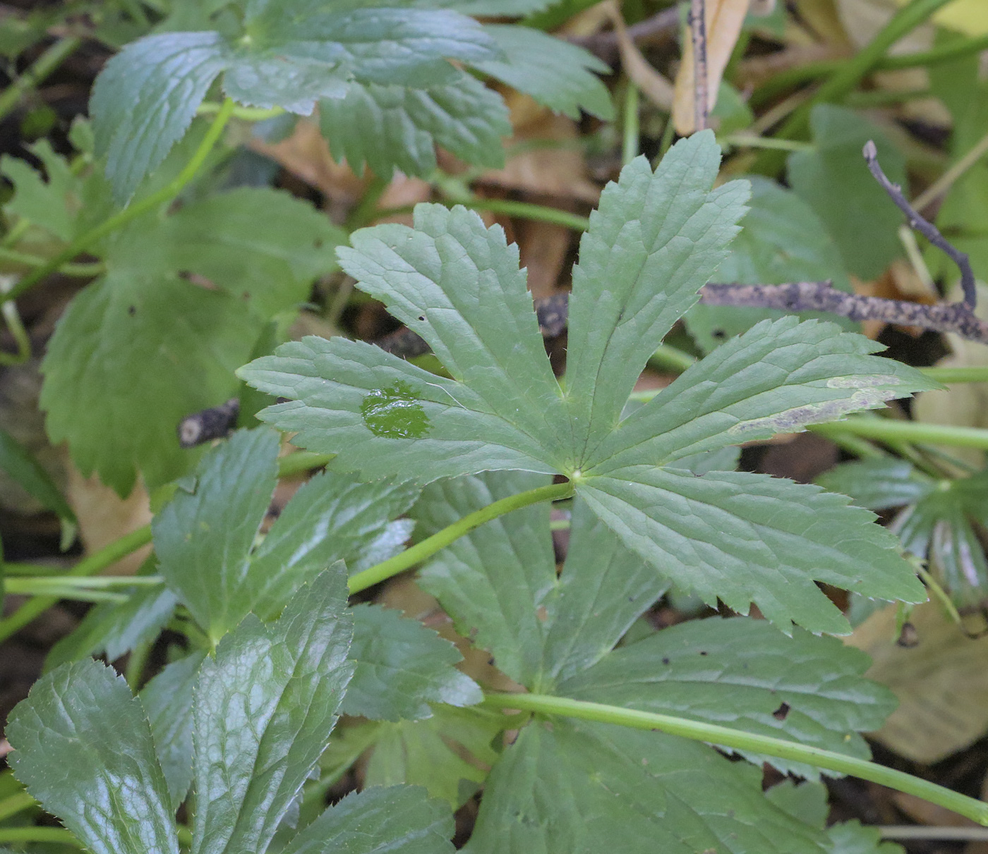 Image of Astrantia major specimen.