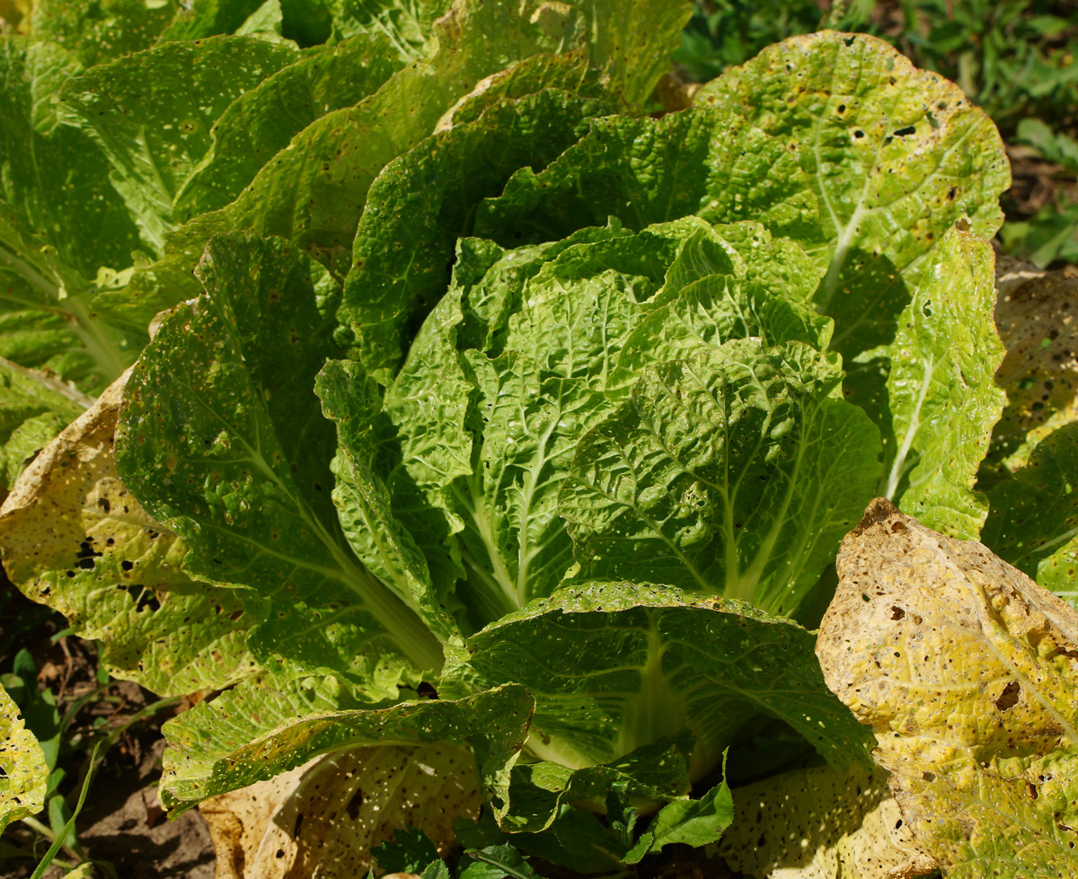 Image of Brassica rapa ssp. pekinensis specimen.