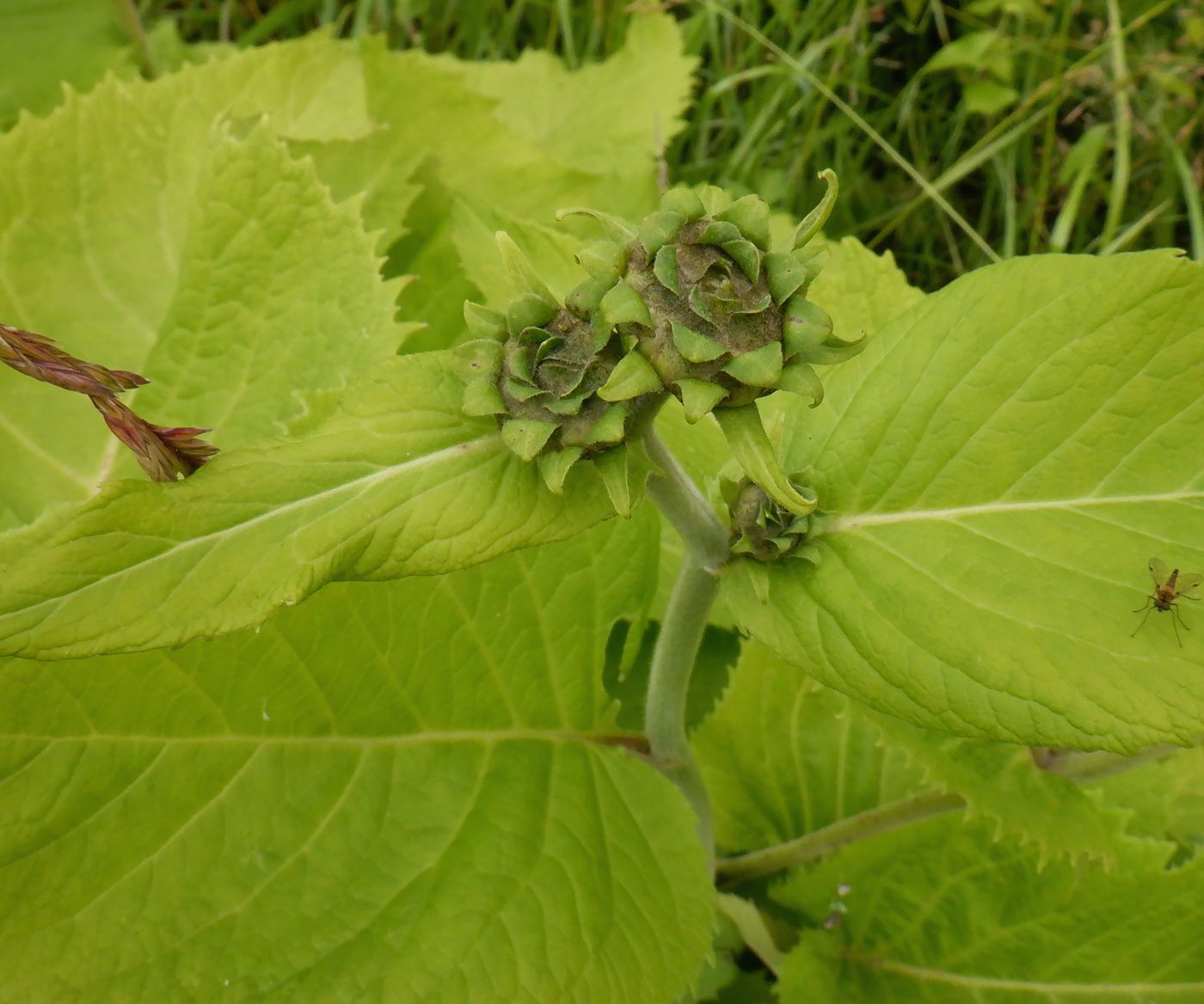 Изображение особи Telekia speciosa.