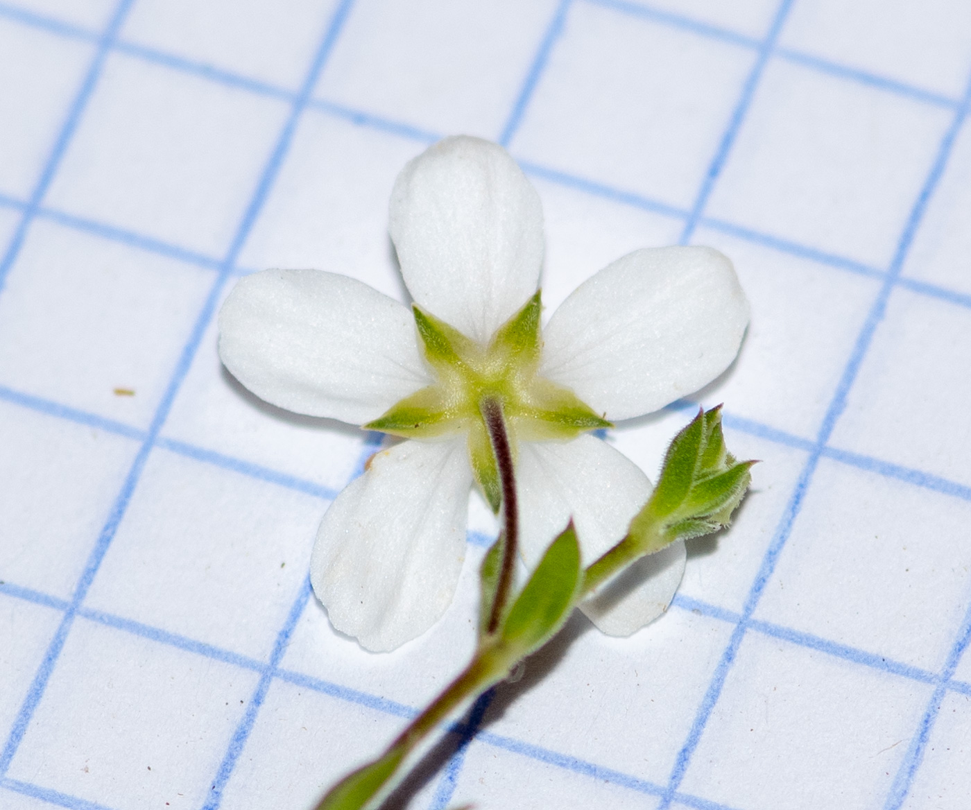 Image of Arenaria soratensis specimen.