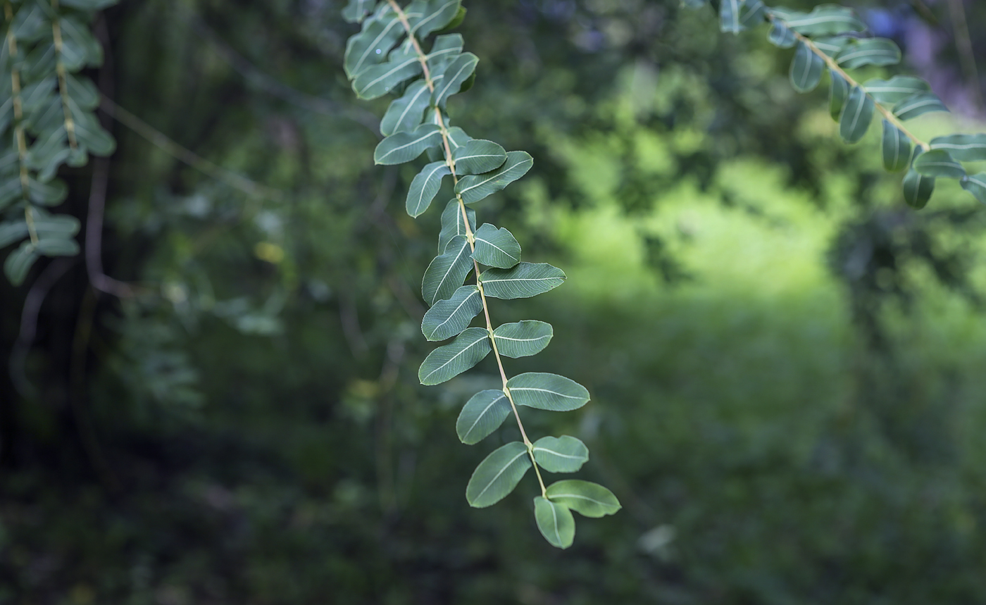 Image of genus Salix specimen.