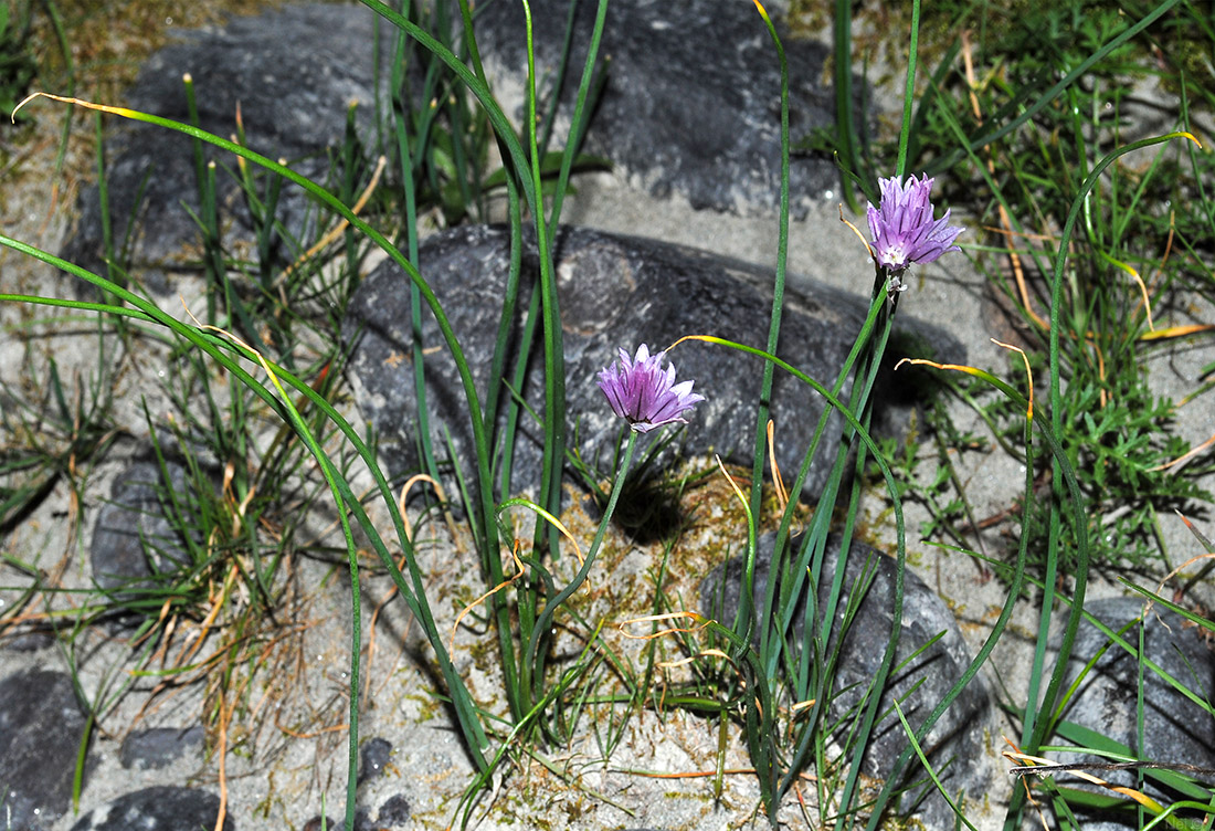 Image of Allium schoenoprasum specimen.