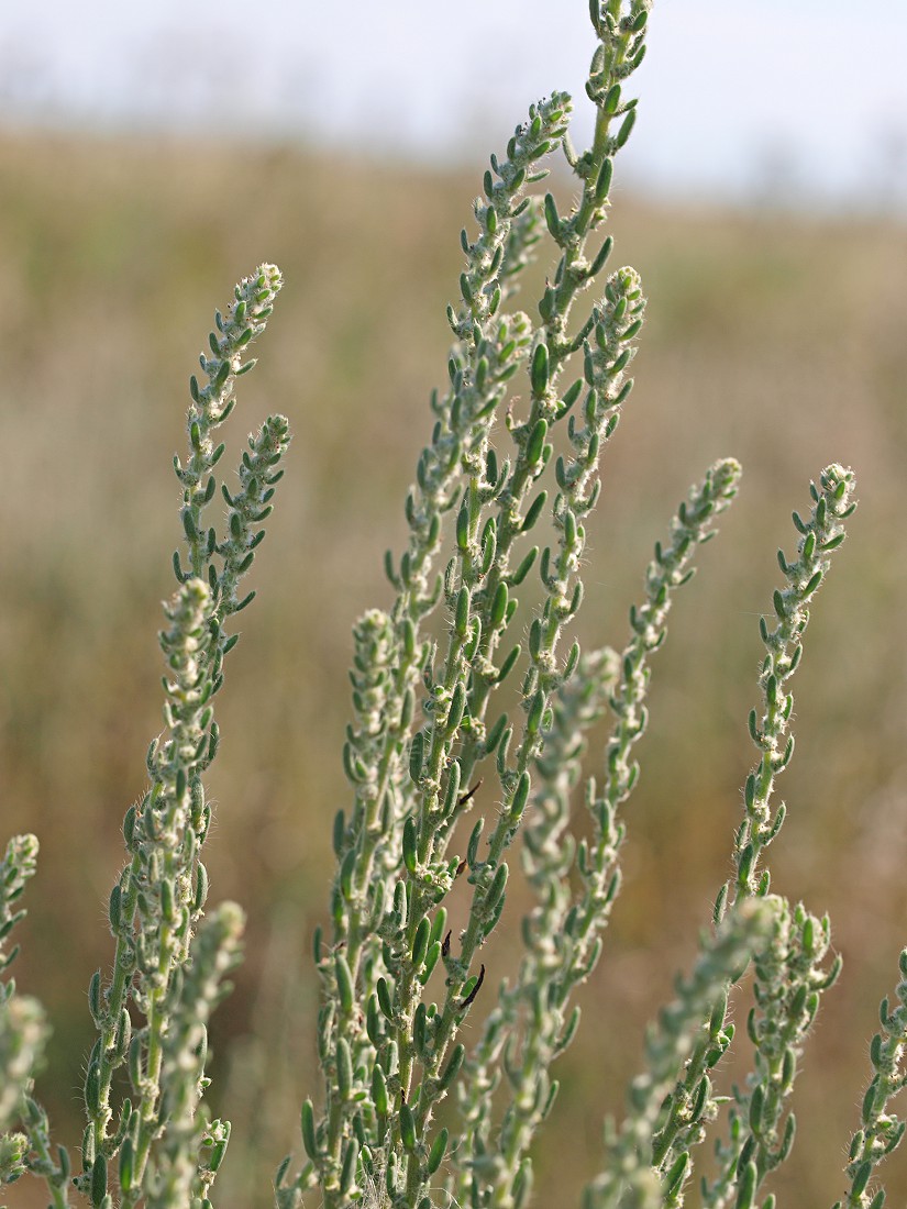 Image of Sedobassia sedoides specimen.