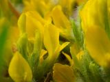 Astragalus pubiflorus