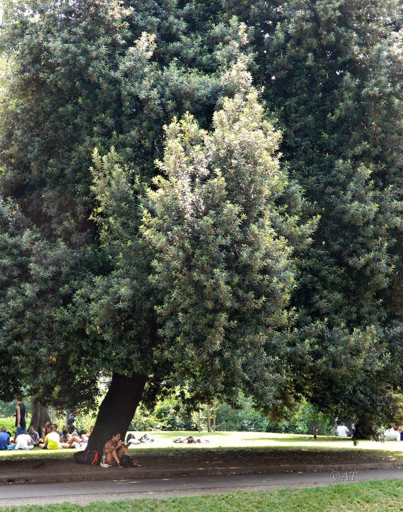 Image of Quercus ilex specimen.