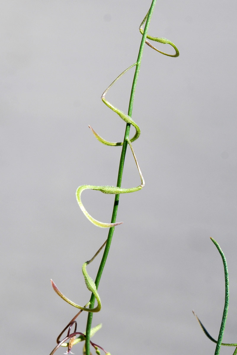 Image of Spirorhynchus sabulosus specimen.