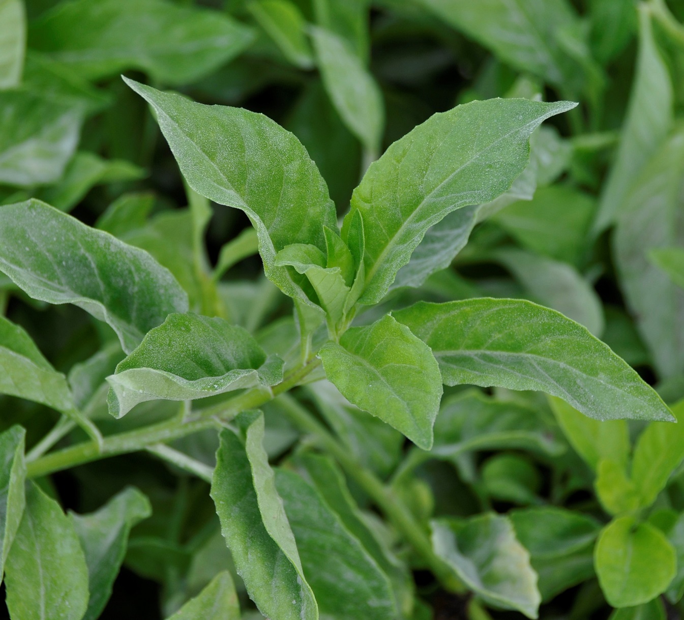 Image of Gynura procumbens specimen.